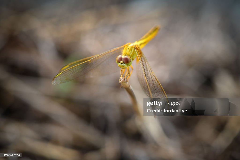 Yellow winged darter