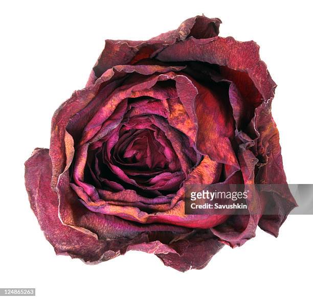 5,325 Rose Dry Stock Photos, High-Res Pictures, and Images - Getty