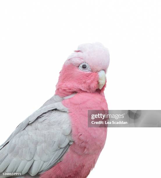 pink cockatoo with white background - kakadu stock-fotos und bilder