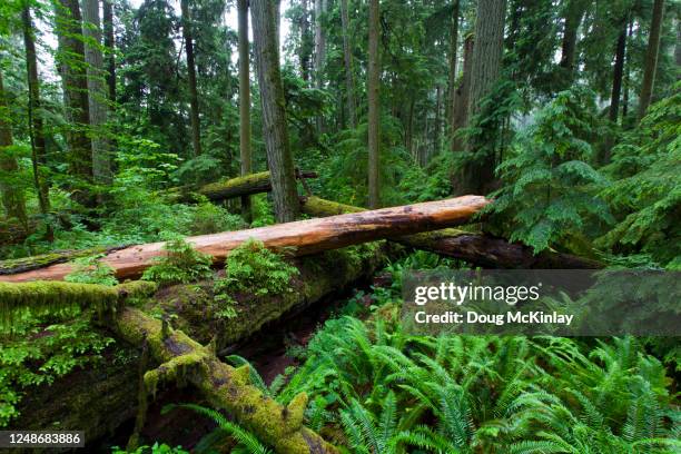 west coast, bc, canada - great bear rainforest stock pictures, royalty-free photos & images