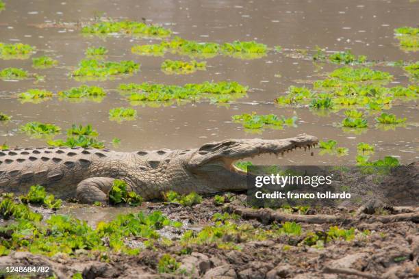 crocodile in south luangwa river - zambia stockfoto's en -beelden