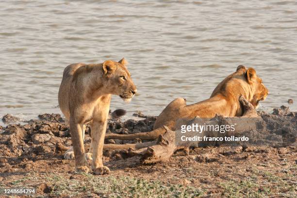 a couple of young lions - south luangwa national park fotografías e imágenes de stock