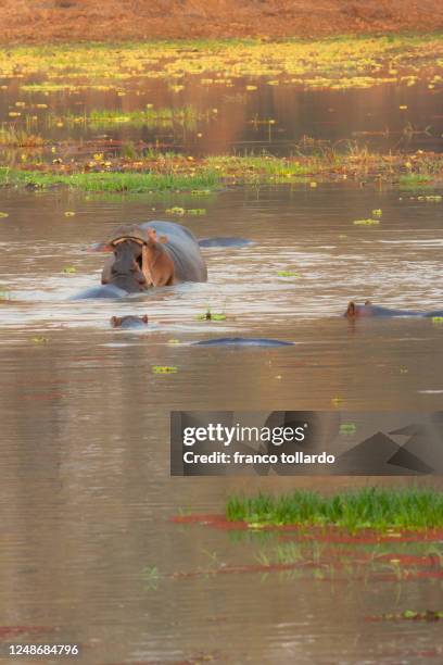 hyppopotamus alone in his personal pool - see lake malawi stock-fotos und bilder