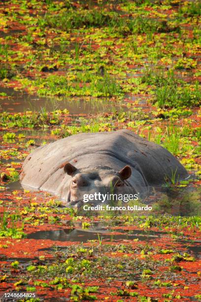 vertical close up of hyppopotamus - luangwa national park bildbanksfoton och bilder