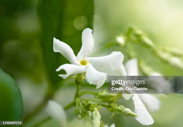 star jasmine flower - jasmine foto e immagini stock