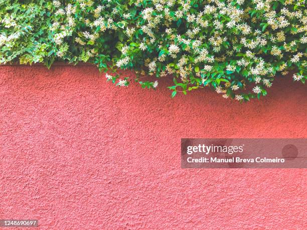 concrete red wall and plant - red wall stockfoto's en -beelden