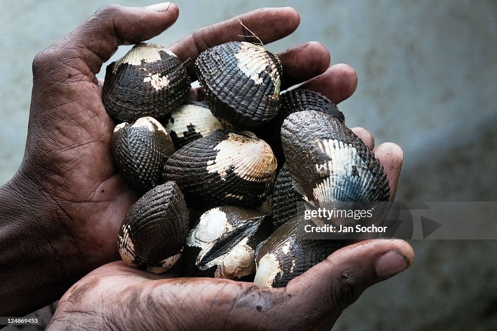Shellfish Pickers of Tumaco