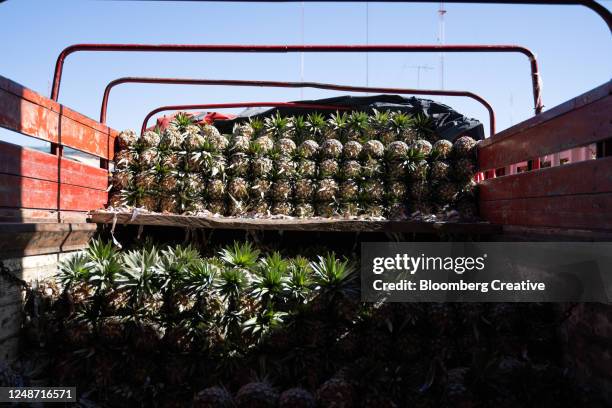 pineapples stacked in a truck - abundance stock pictures, royalty-free photos & images