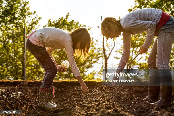 madre e hija sembrando semillas de guisantes verdes en spring vegetable garden - sembrar fotografías e imágenes de stock