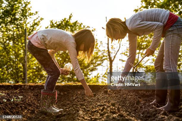 mother and daughter sowing green peas seeds in spring vegetable garden - seed imagens e fotografias de stock