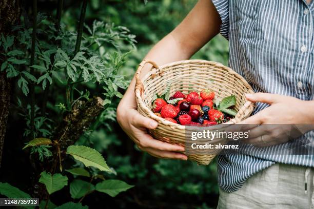 vrouw die verse bessen verzamelt - raspberry stockfoto's en -beelden