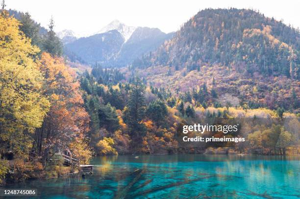 amazing sunny landscape with azure river among mountains and woods in fall, jiuzhaigou nature reserve (jiuzhai valley national park), china. beautiful view of crystal clear water and autumn forest. - jiuzhaigou imagens e fotografias de stock