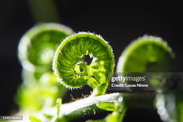 young leaf of fern - tree fern stock pictures, royalty-free photos & images