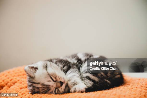 5,188 Funny Animals Sleeping Photos and Premium High Res Pictures - Getty  Images