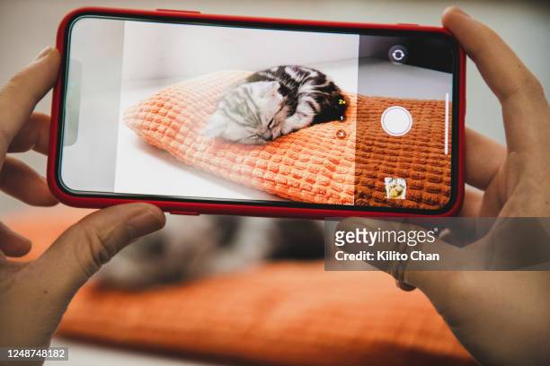 hand taking photo of a tabby cat napping - cat hand stock-fotos und bilder