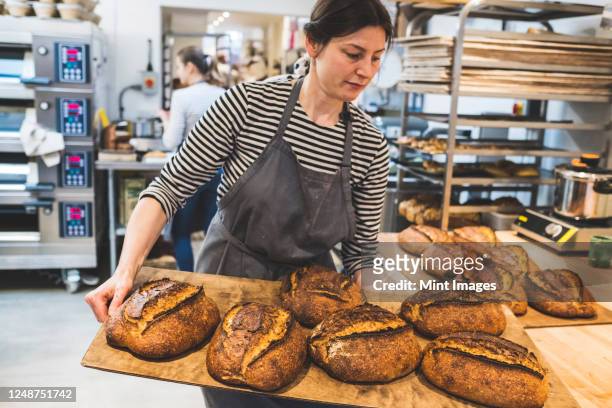artisan baker holding a tray of special sourdough bread. - bäckerin stock-fotos und bilder