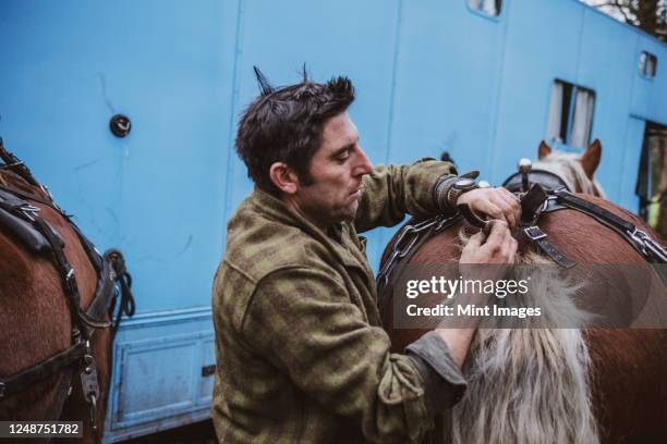 logger fastening crupper on one of his work horses. - paardenwagen stockfoto's en -beelden