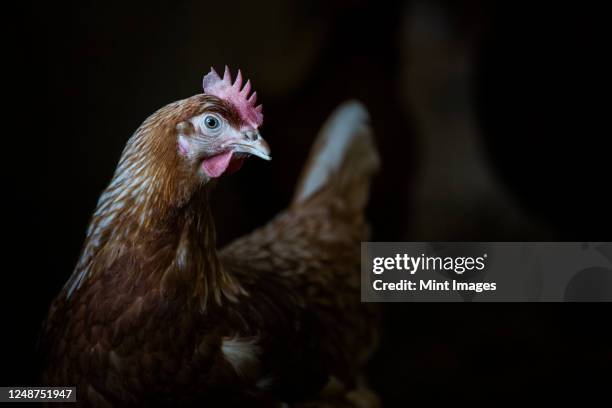 free range chicken in a hen house. - chicken meat stock pictures, royalty-free photos & images