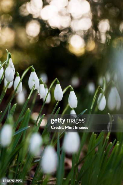 close up of a field of snowdrops in spring. - snowdrop stock pictures, royalty-free photos & images