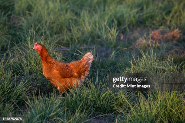 free range chickens outdoors in early morning light on an organic farm. - white meat stock pictures, royalty-free photos & images