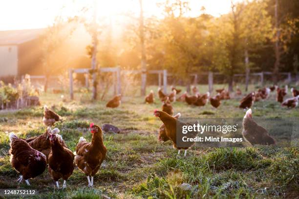 free range chickens outdoors in early morning light on an organic farm. - kip stockfoto's en -beelden