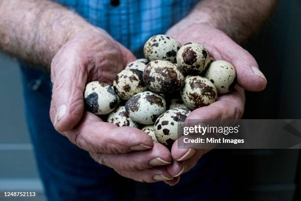 close up of person holding quail eggs in his hands. - uovo di quaglia foto e immagini stock