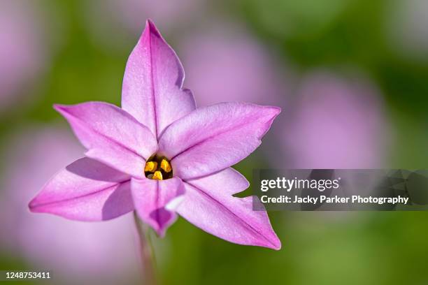 Spring Star Flowers 61 Ipheion Uniflorum Stock Photos, High-Res Pictures, and Images ...