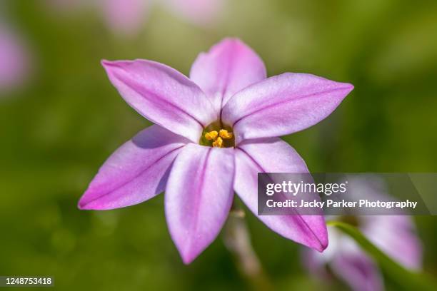 Spring Star Flowers Star Flowers Photos and Premium High Res Pictures - Getty Images