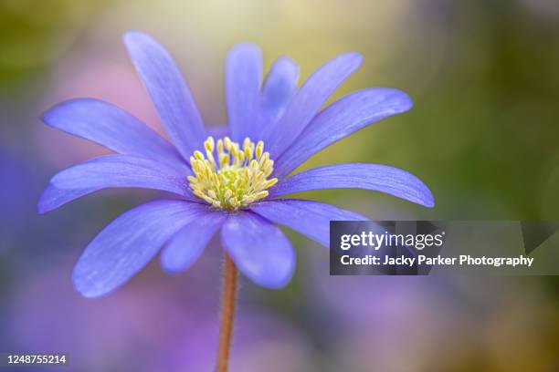 Long Blue Spring Blue Spring Flower Names