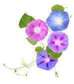 Colorful Morning Glory Flowers Isolated on White Background