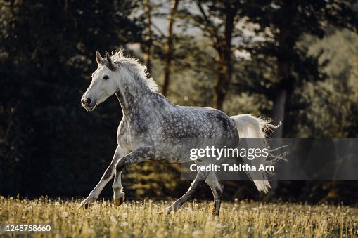 524 Dapple Gray Horse Stock Photos, High-Res Pictures, and Images - Getty  Images