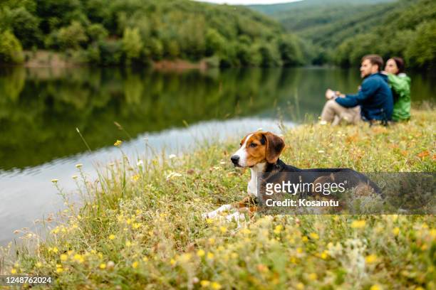 adorable pareja admirando la vista de un lago mientras se toma un descanso de caminar - tricolor fotografías e imágenes de stock