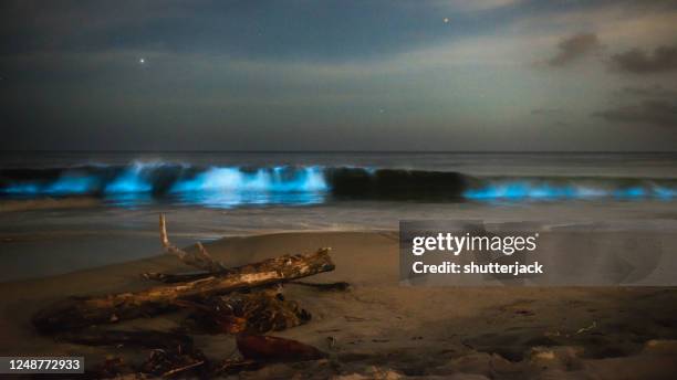 electric blue bioluminescence in ocean surf at night, salt creek, dana point, california, usa - bioluminescência imagens e fotografias de stock