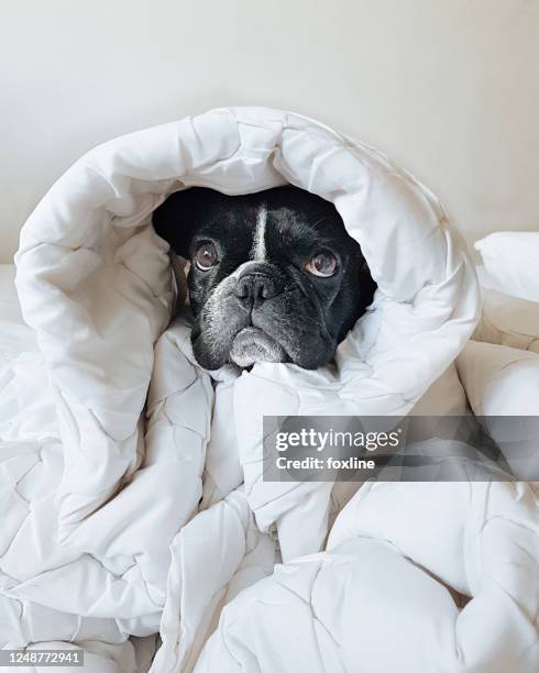 french bulldog wrapped in a duvet - duvet stock pictures, royalty-free photos & images