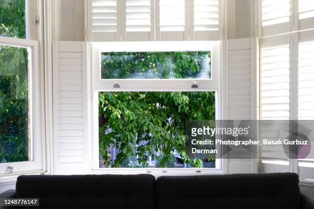 green leaves of a wild cherry tree behind a window and the shutters of the window - よろい戸 ストックフォトと画像