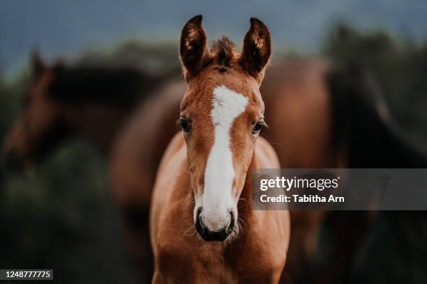 fohlen mit blesse von vorne - stute stock-fotos und bilder