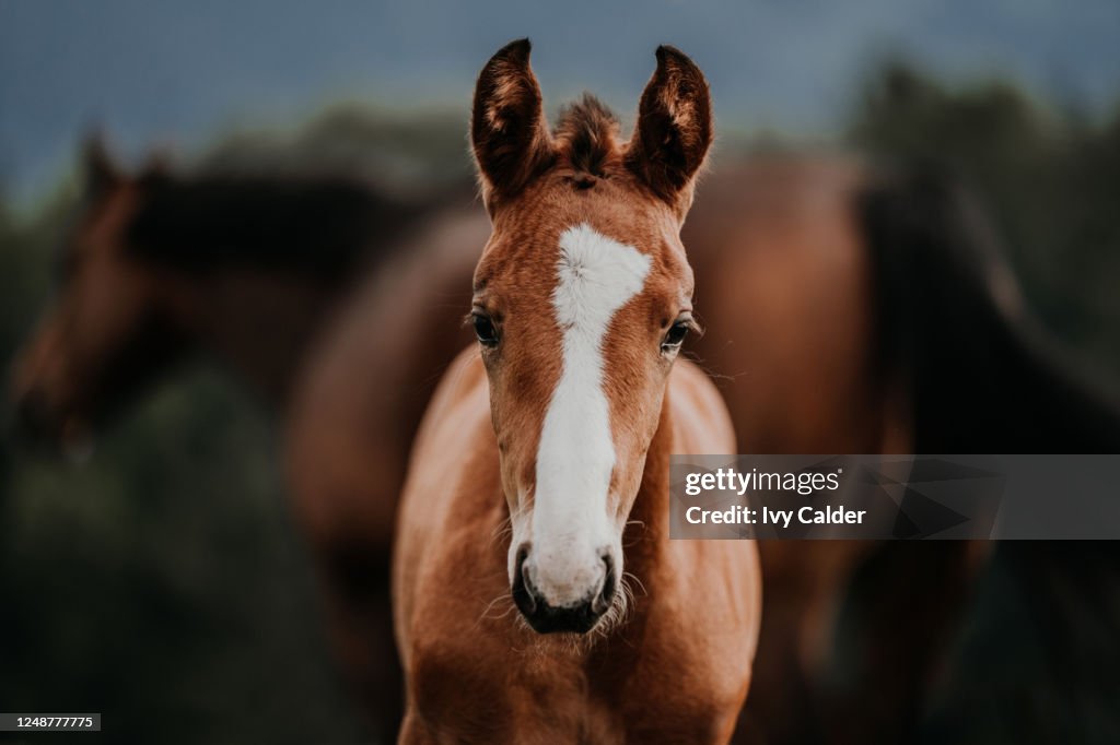 Fohlen mit Blesse von vorne