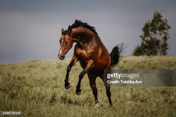 pferd bockt buckelt auf der wiese - bucking stock pictures, royalty-free photos & images