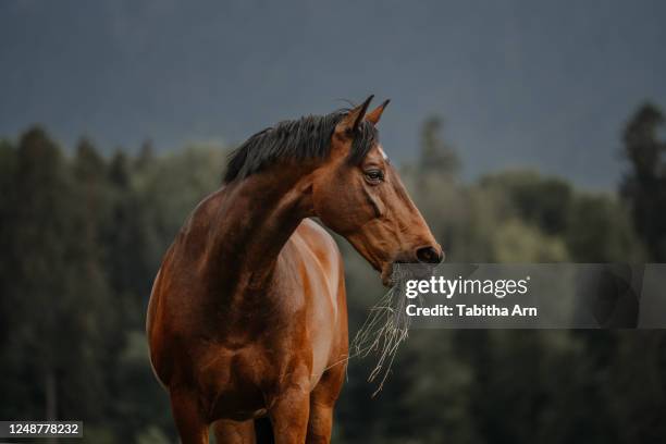 pferd - bay horse stockfoto's en -beelden