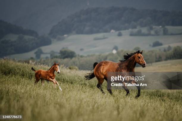 stute mit fohlen im galopp auf der wiese - cavallo equino foto e immagini stock
