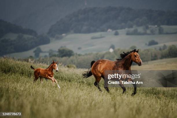 stute mit fohlen im galopp auf der wiese - colts stockfoto's en -beelden