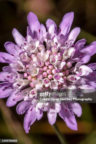 sixalix atropurpurea, sweet scabious, purple flower - allium flower imagens e fotografias de stock