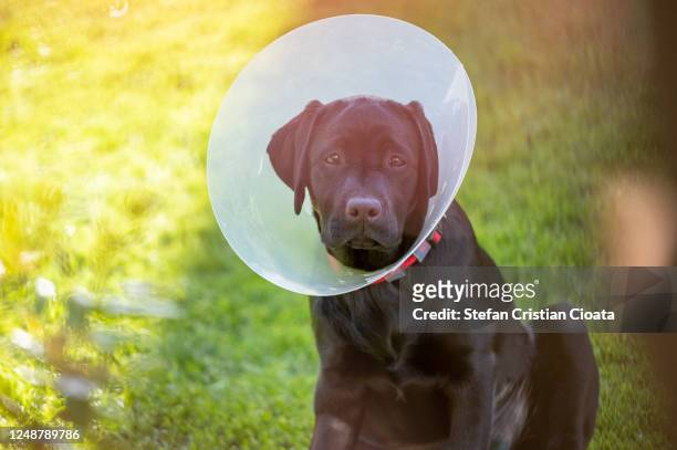 portrait of a black labrador retreiver wearing a dog cone - collar stock pictures, royalty-free photos & images