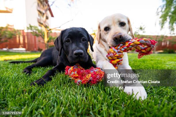 two dogs working and playing together outside - labrador retriever stock-fotos und bilder