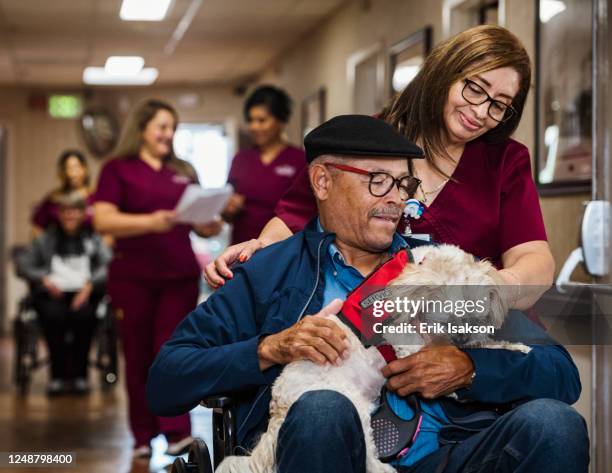 nurse assisting senior man in wheelchair holding service dog - service animal stock pictures, royalty-free photos & images