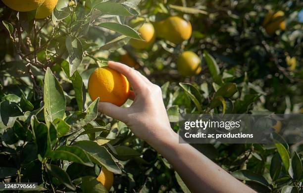 woman picking up orange from a tree - laconia stock pictures, royalty-free photos & images