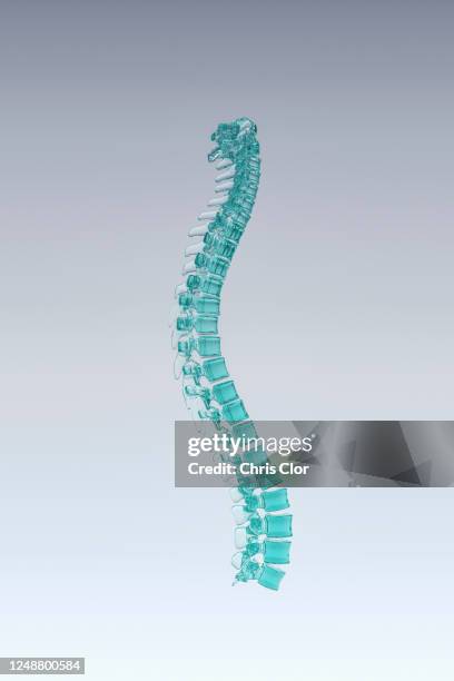 Back Bone Model 970 Back Bone Model Stock Photos, High-Res Pictures, and Images - Getty ...
