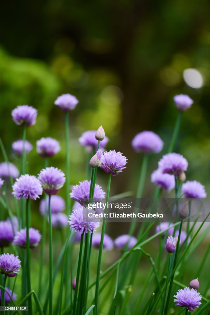 Chives And Roses Fresh Chives Blossoms High-Res Stock Photo - Getty Images