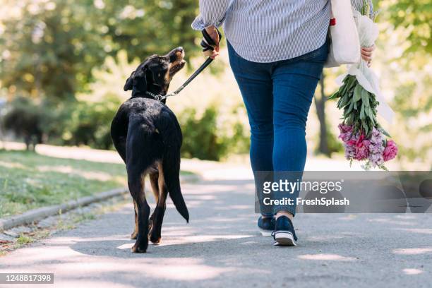 unrecogizable woman walking a black dog in the park - big foot stock pictures, royalty-free photos & images