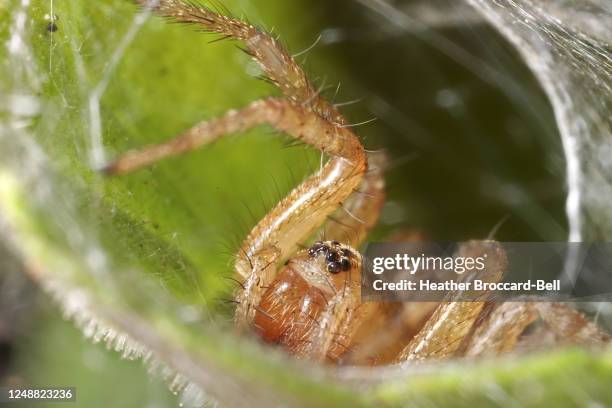女性の草のクモ (アゲレニダエ;エイジレノプシスsp)じょうごのウェブで辛抱強く待っている - 鋏角 ストックフォトと画像